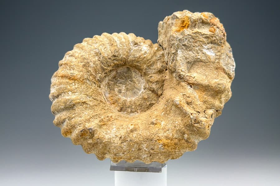 Fossiler Ammonit